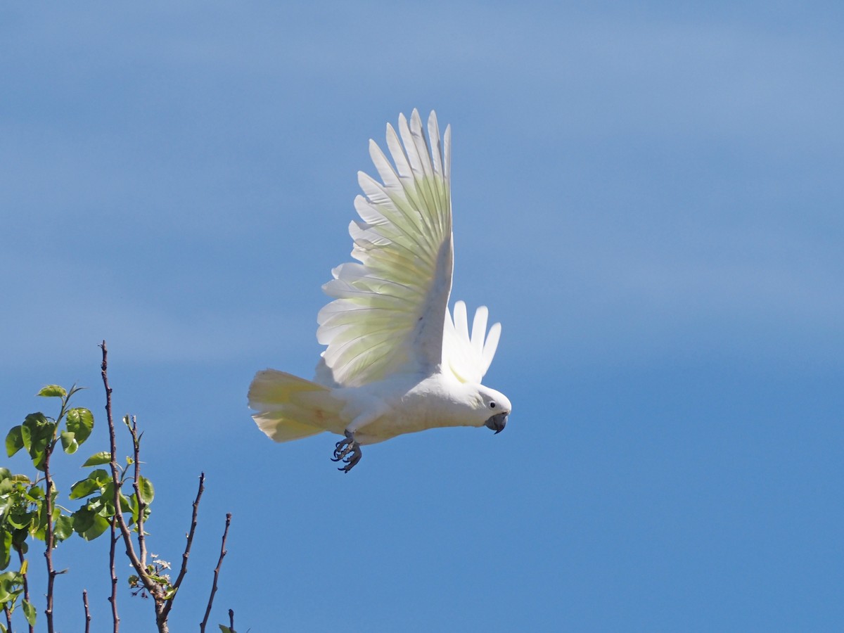 Sulphur-crested Cockatoo - ML647190353