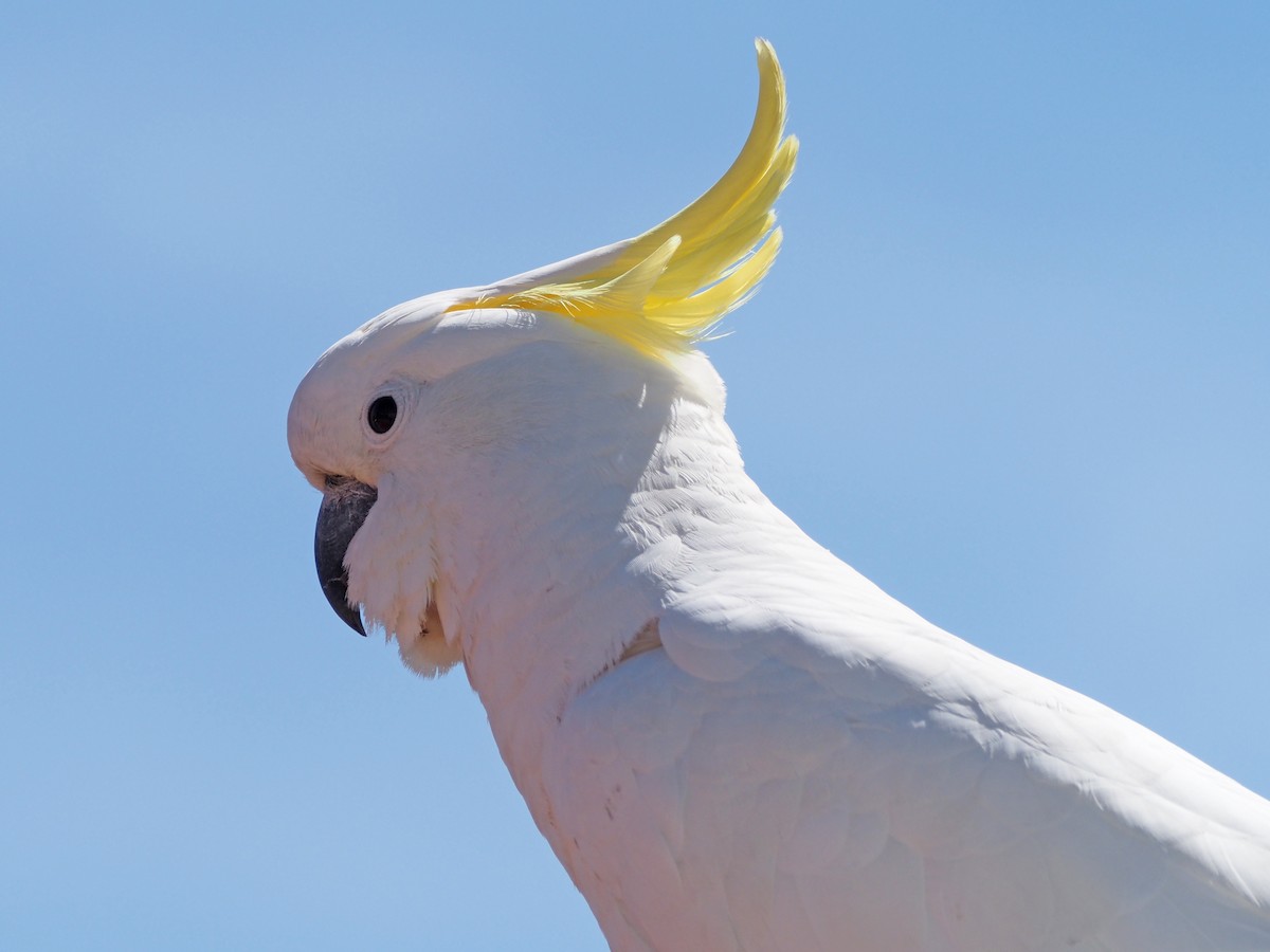 Sulphur-crested Cockatoo - ML647190354