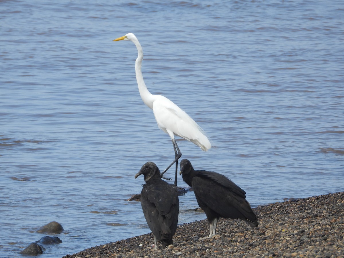 Great Egret - ML647190355