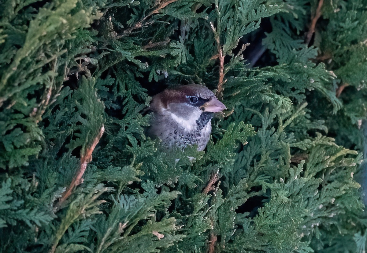 House Sparrow - ML647190356