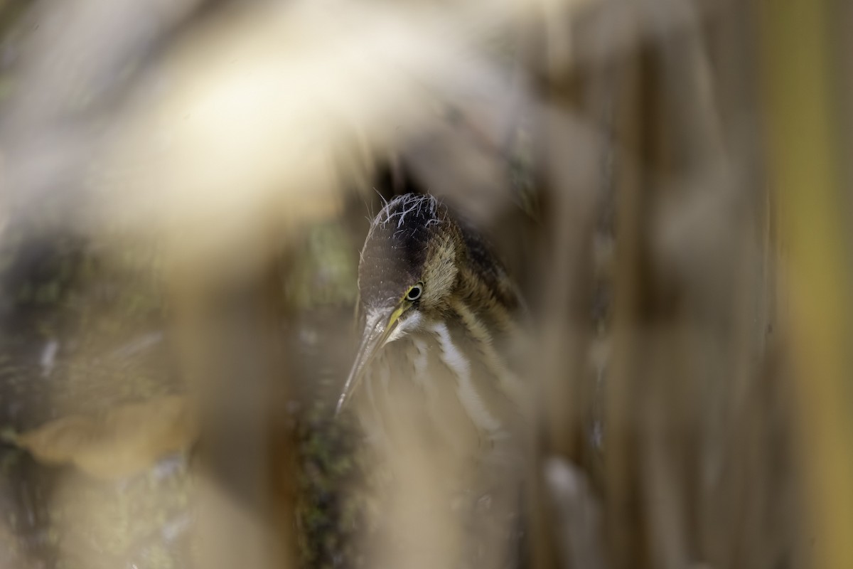 Petit Blongios - ML647190357