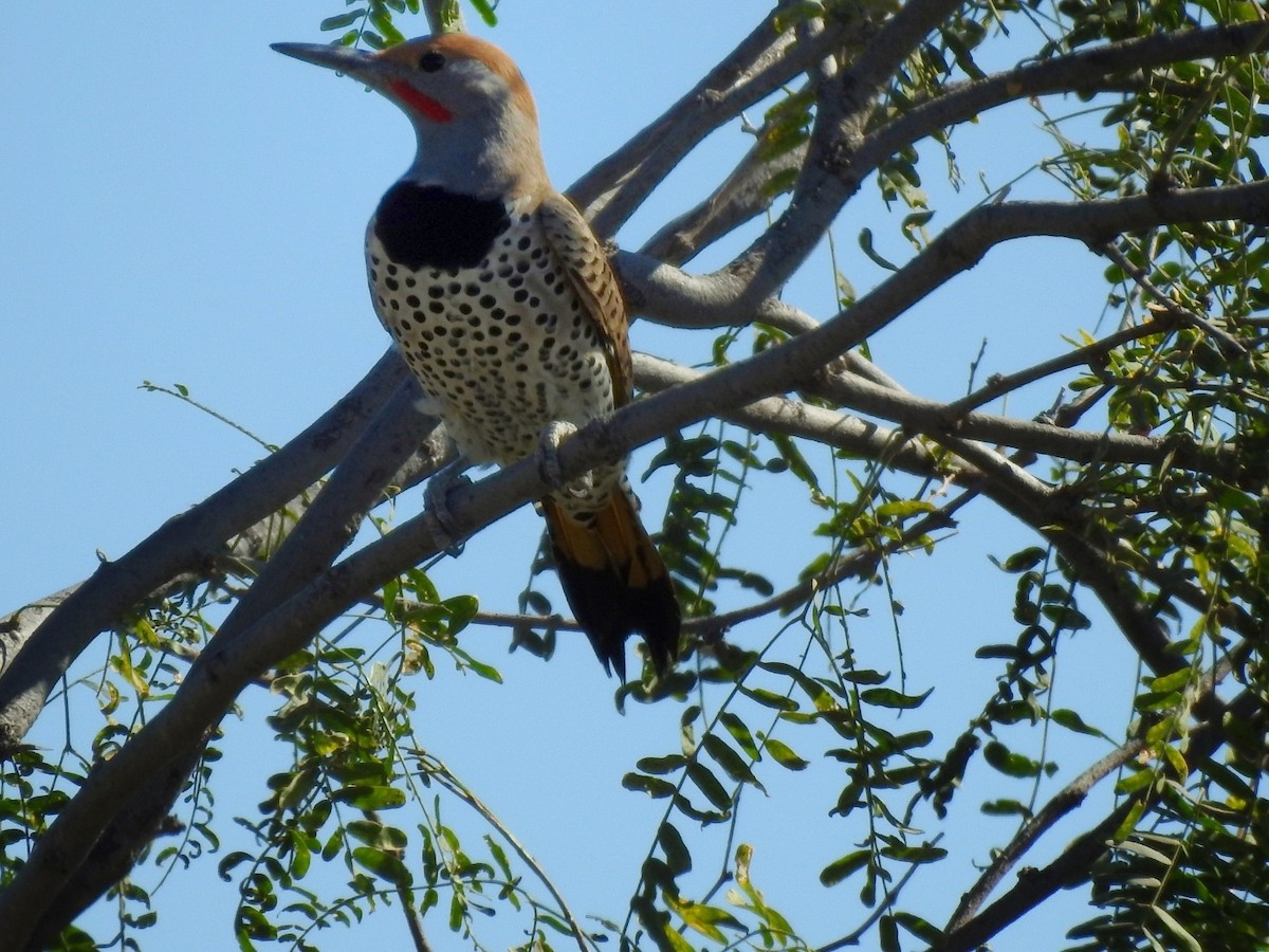 Gilded Flicker - ML647190359