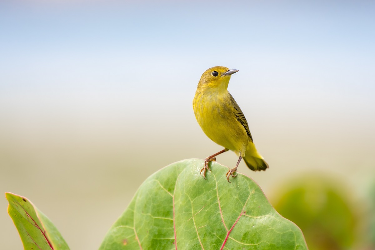 Northern Yellow Warbler - ML647190360