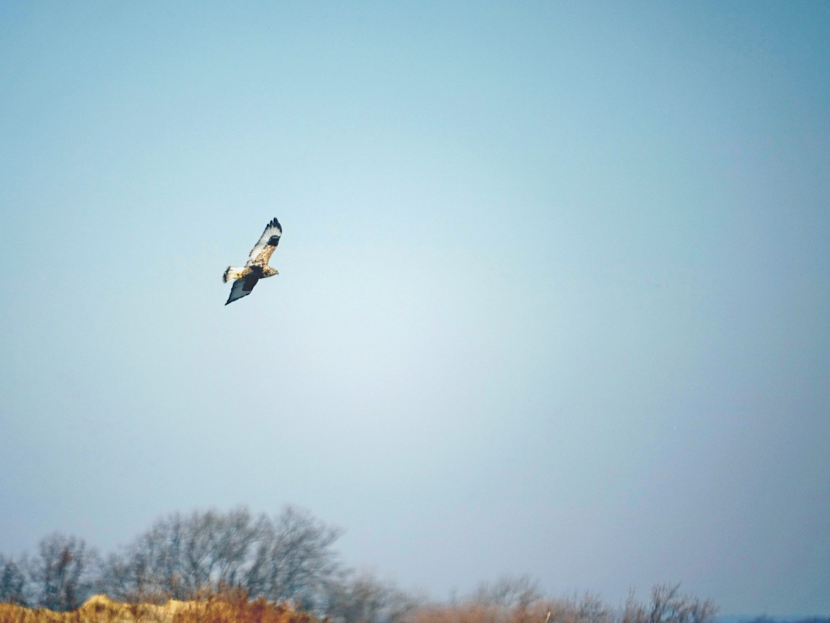 Rough-legged Hawk - ML647190361