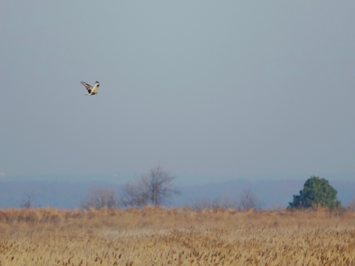 Rough-legged Hawk - ML647190363