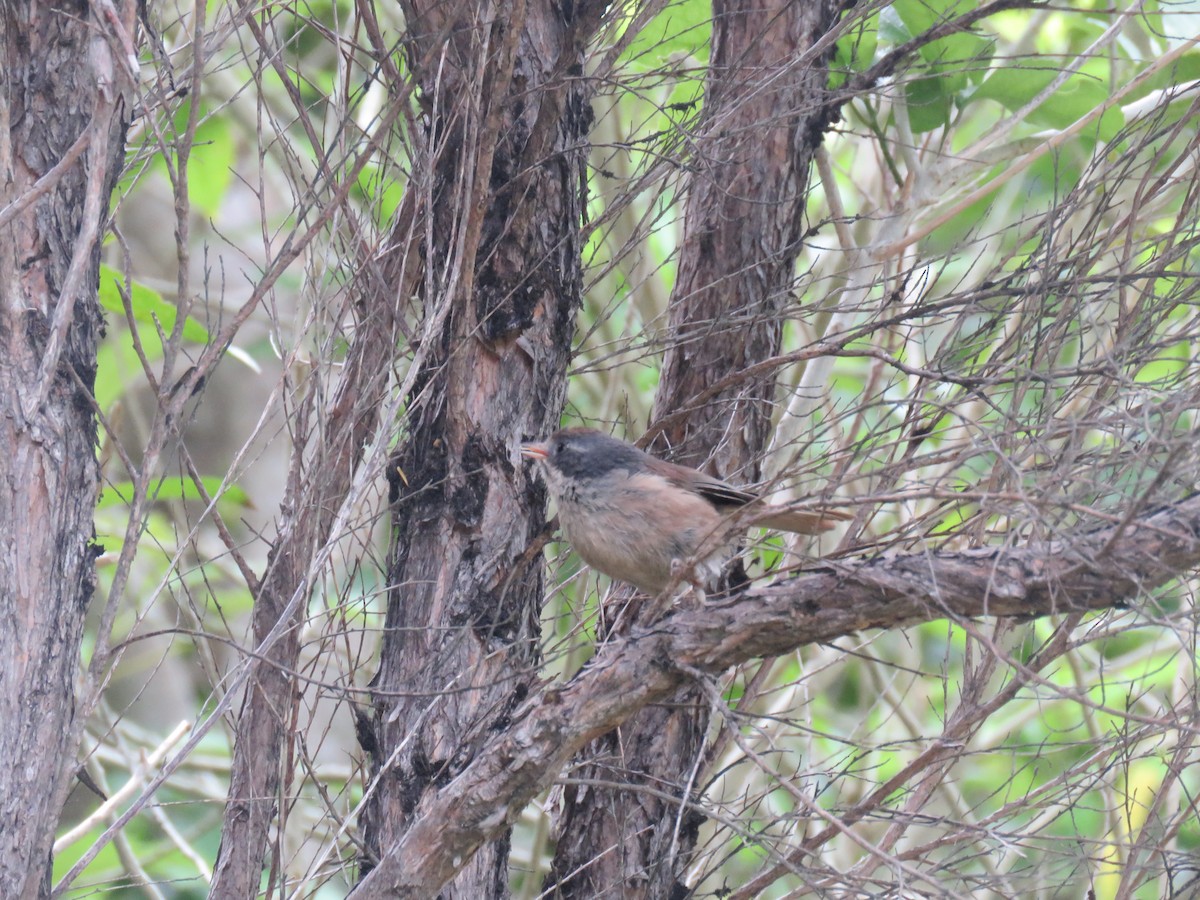 Pipipi - ML647190366