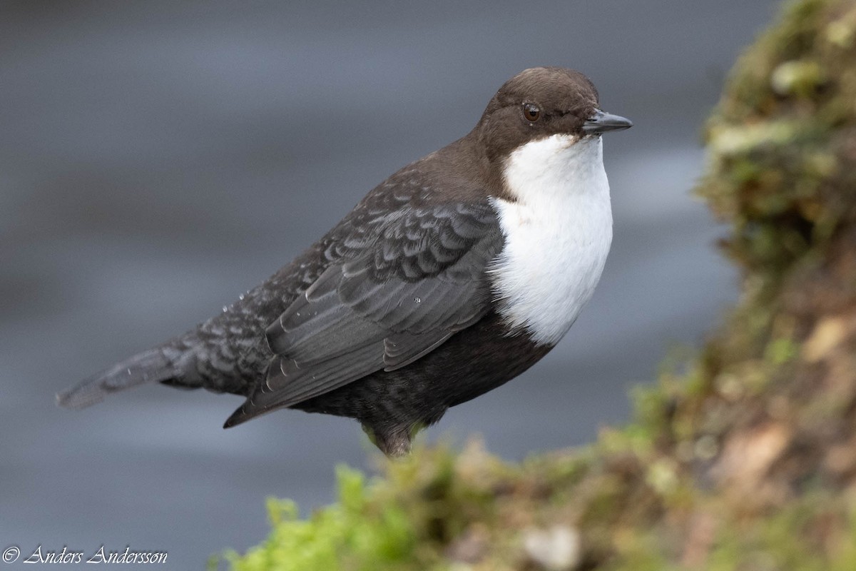 White-throated Dipper - ML647190367