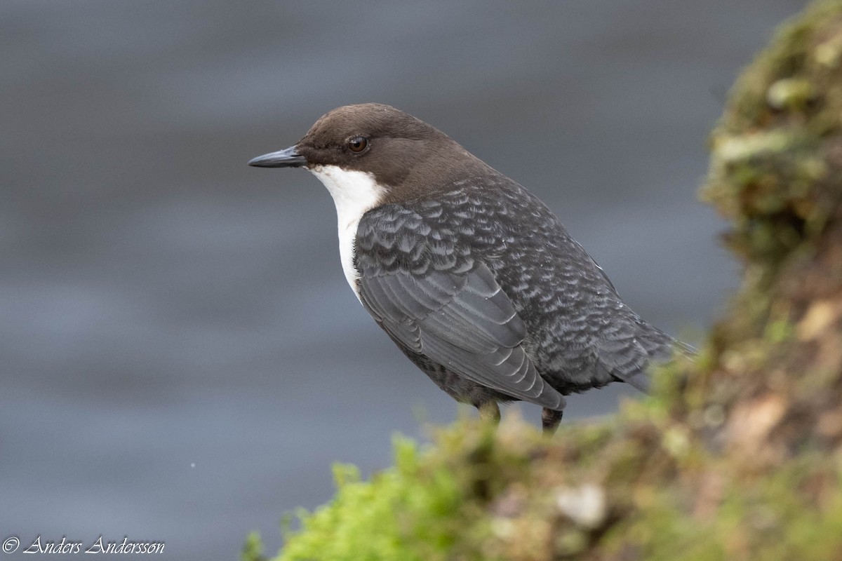 White-throated Dipper - ML647190368