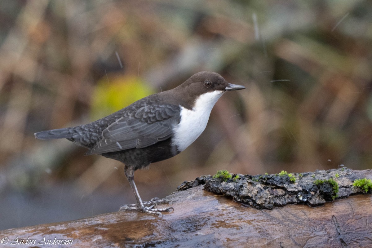 White-throated Dipper - ML647190369