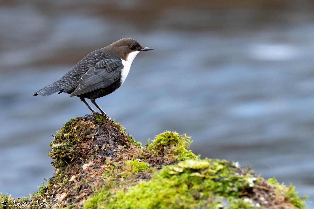 White-throated Dipper - ML647190370