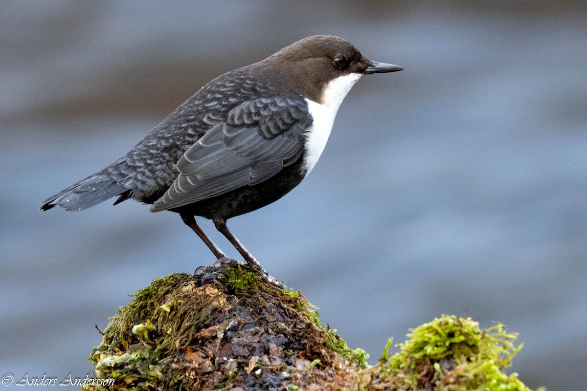 White-throated Dipper - ML647190371