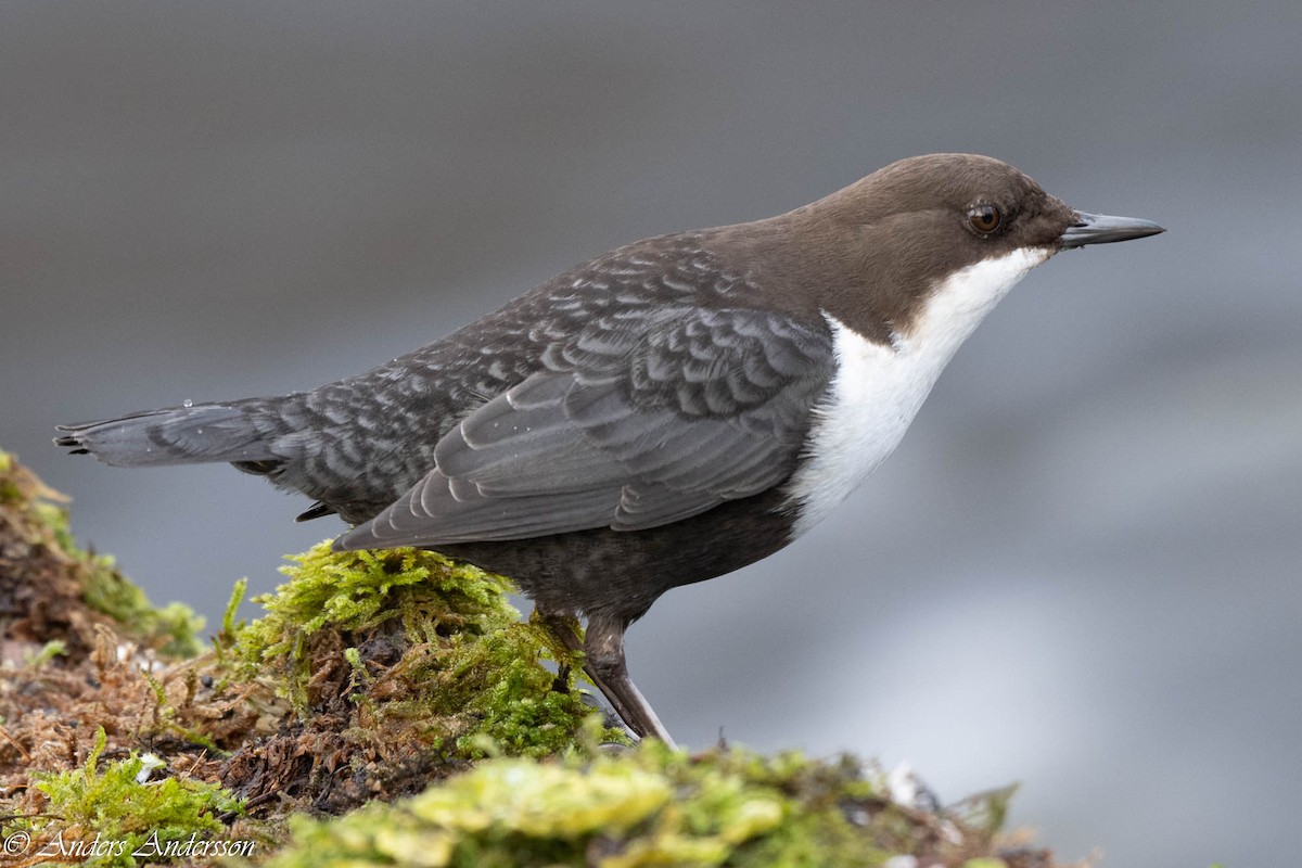 White-throated Dipper - ML647190372