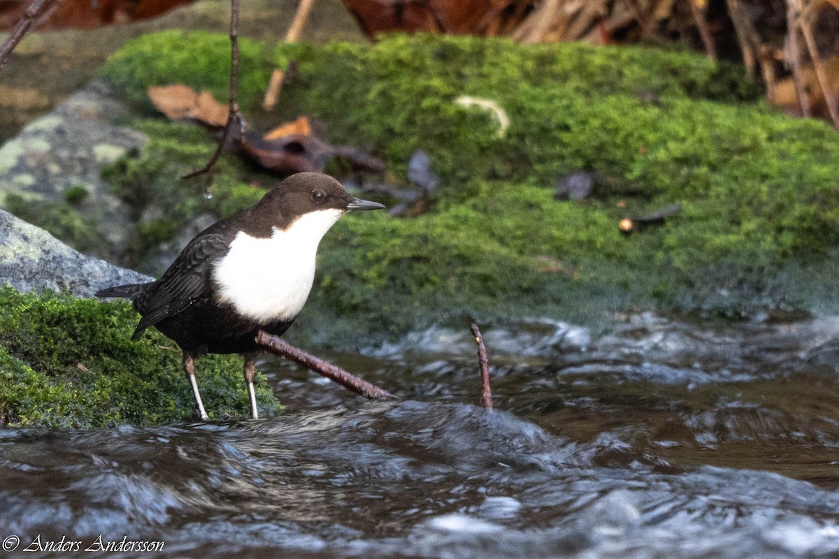 White-throated Dipper - ML647190373