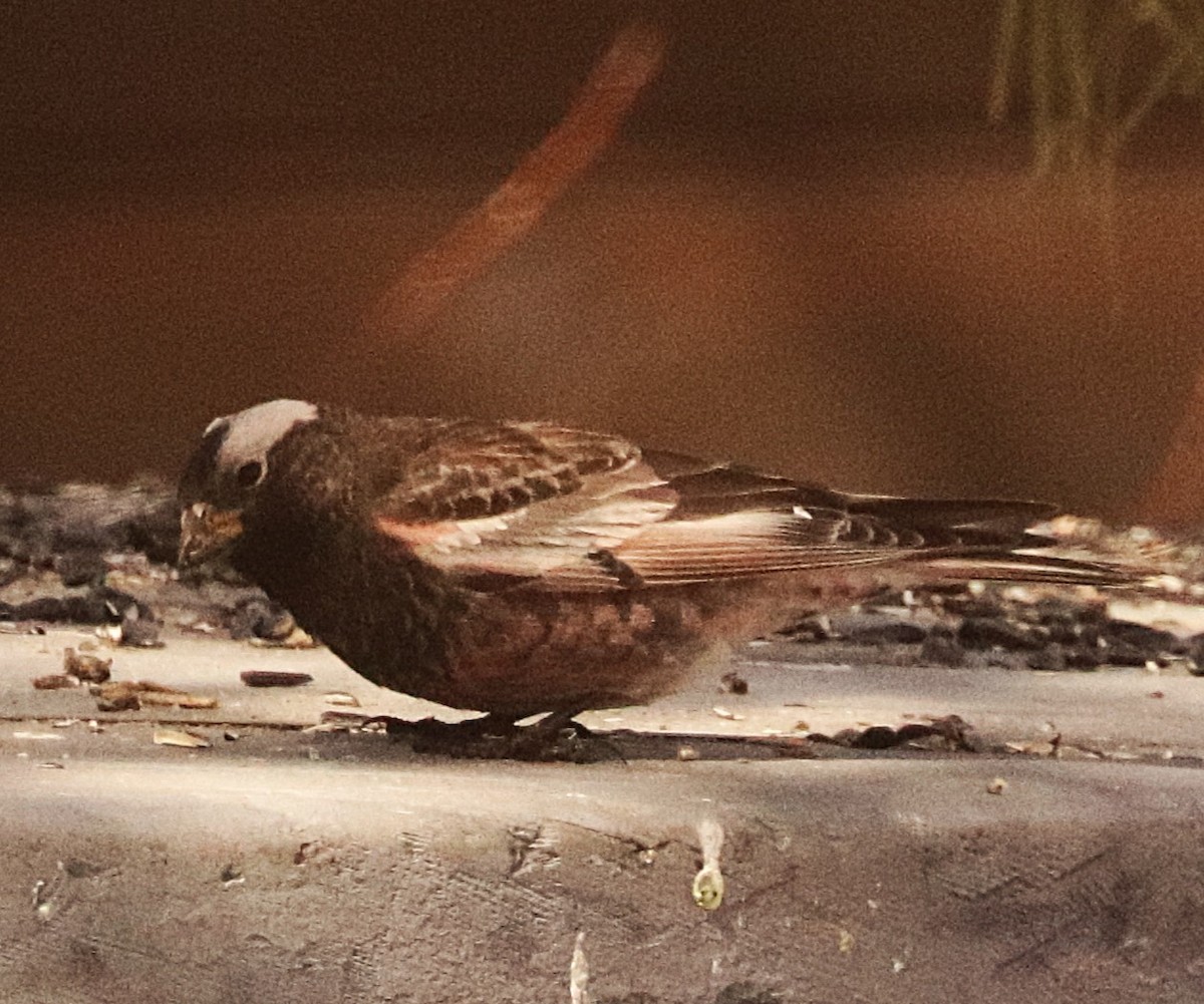 Black Rosy-Finch - ML647190374