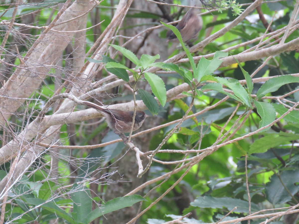 Pipipi - ML647190382