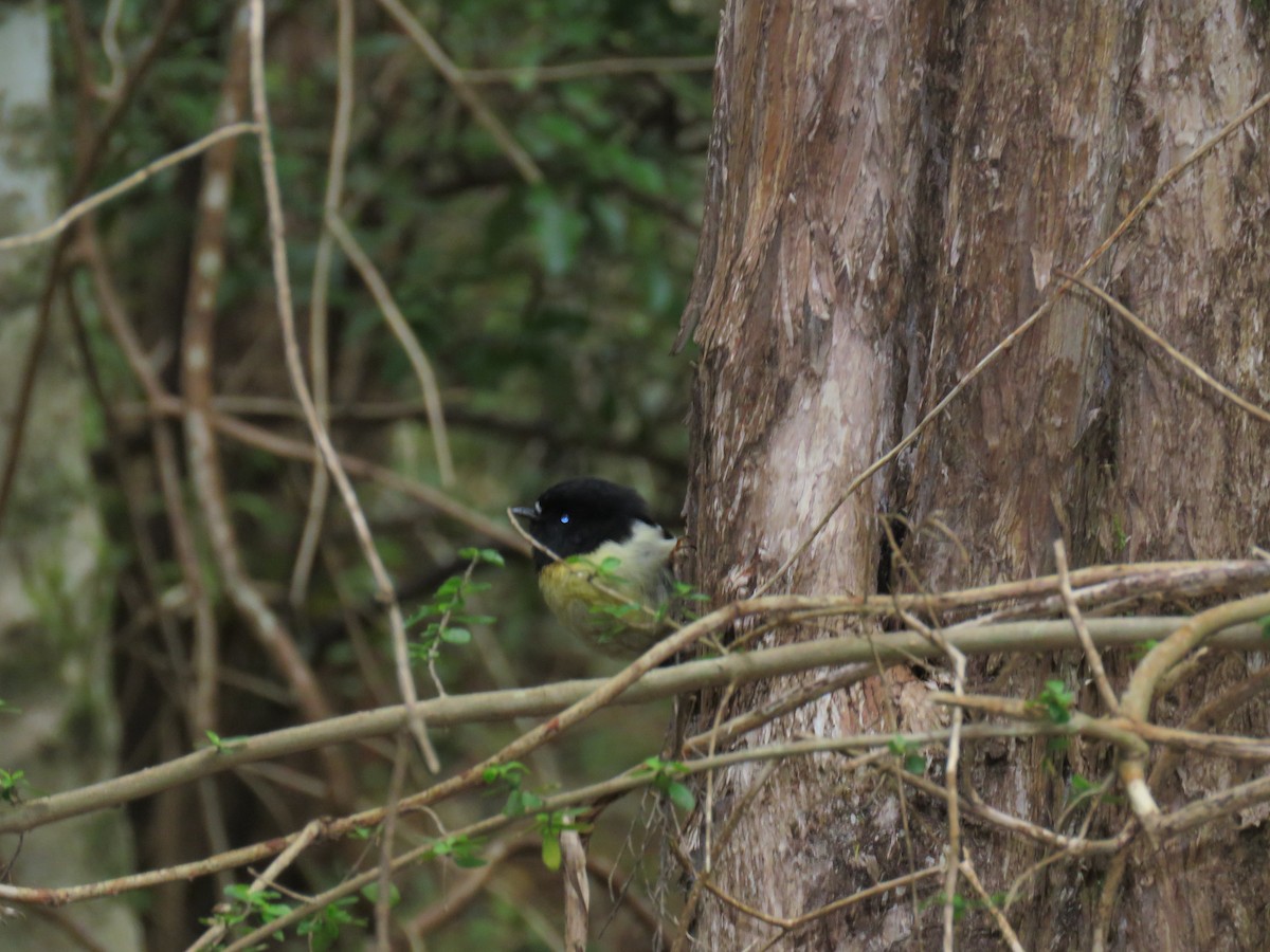 Tomtit (New Zealand) - ML647190397
