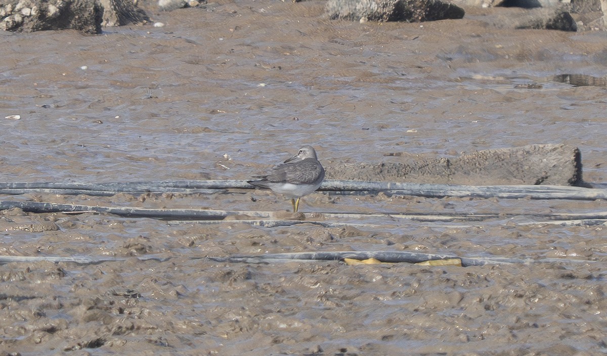 Chevalier de Sibérie - ML647190400