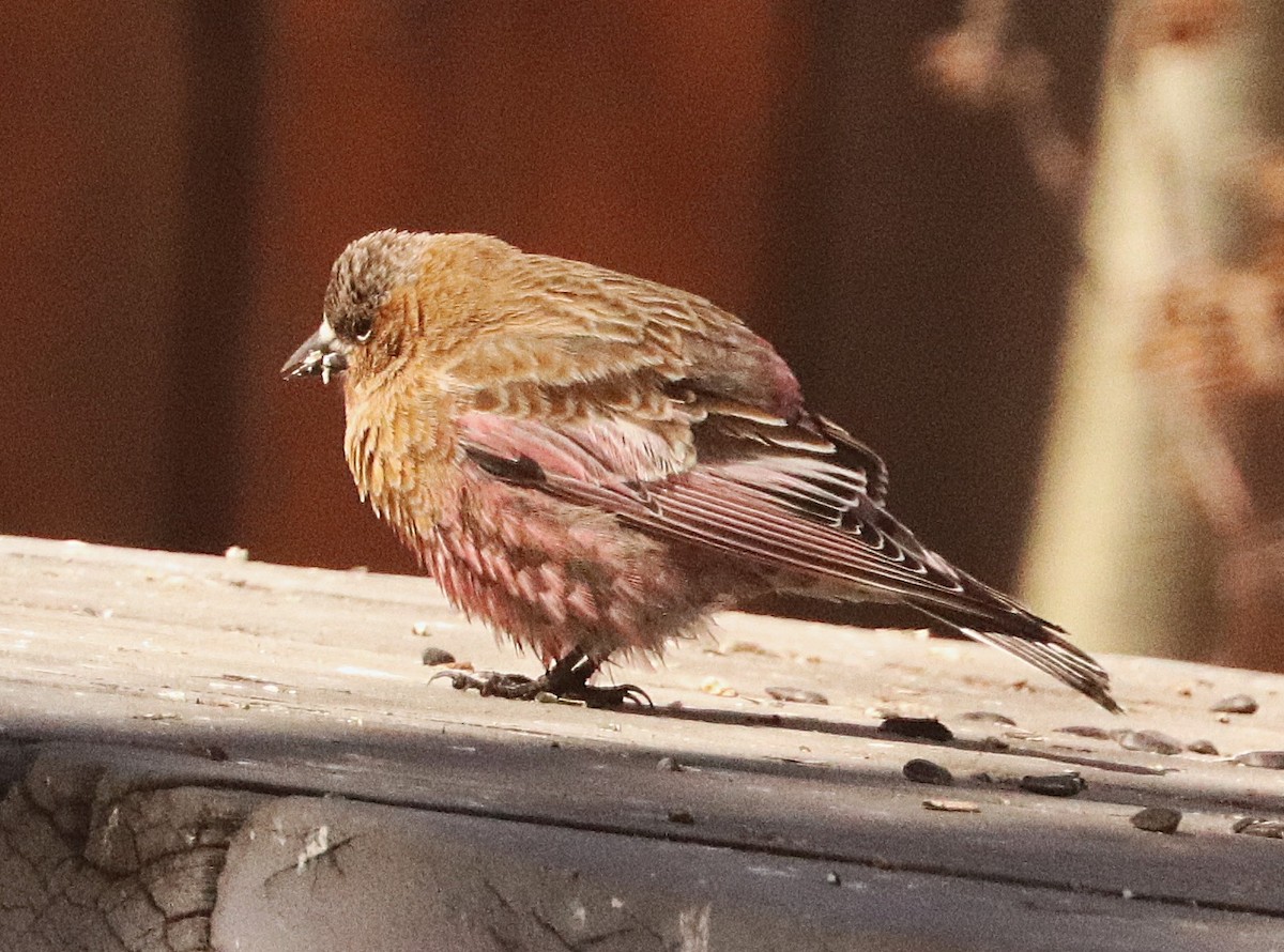 Brown-capped Rosy-Finch - ML647190403