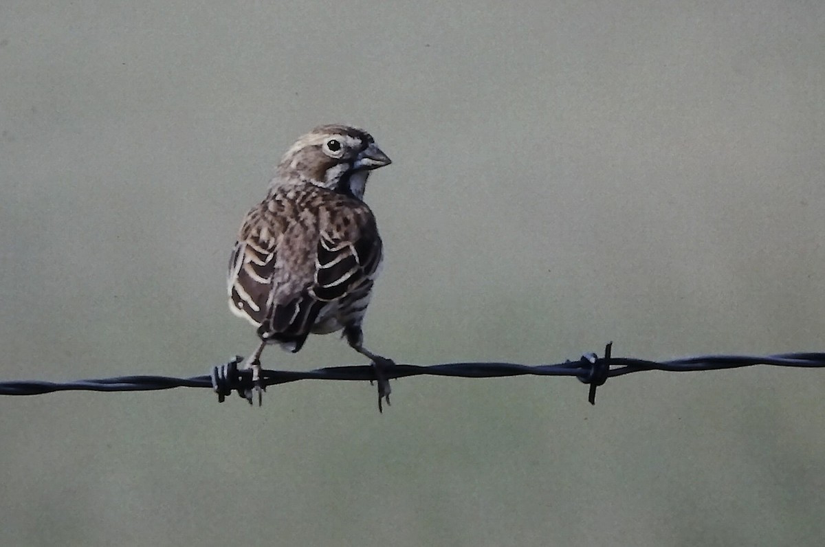 カタジロクロシトド - ML647190410