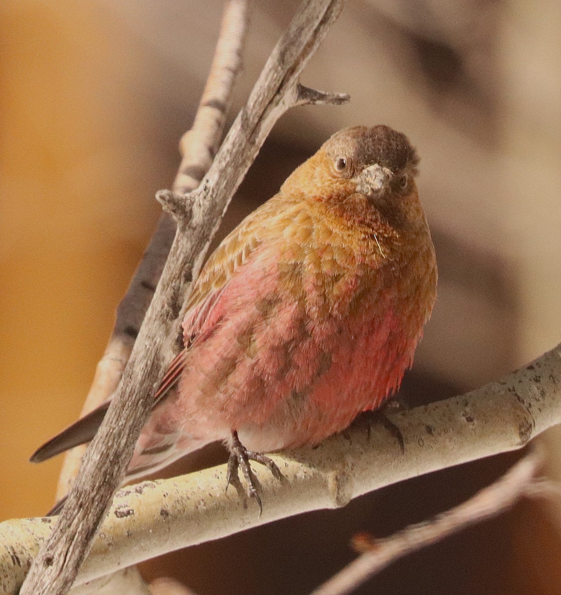 Brown-capped Rosy-Finch - ML647190411