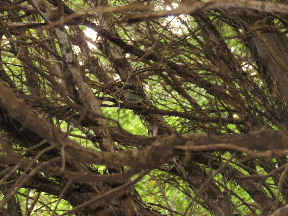 Rifleman - ML647190415