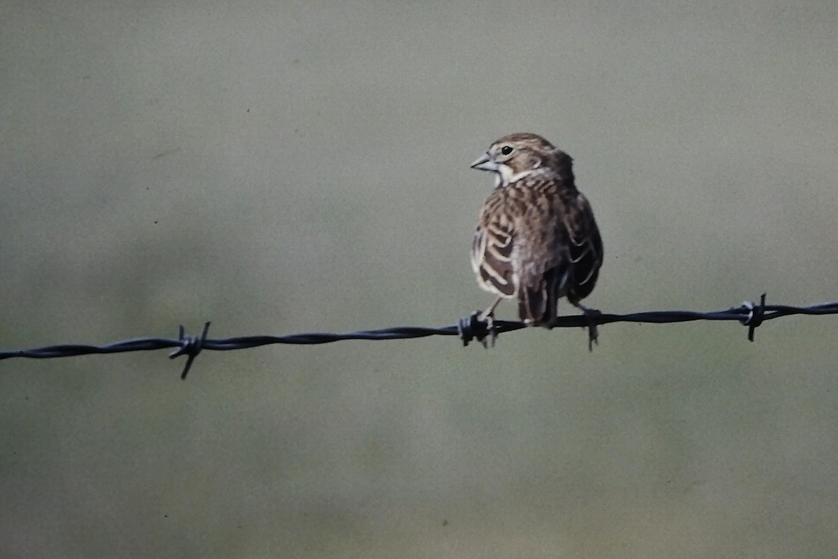 カタジロクロシトド - ML647190416