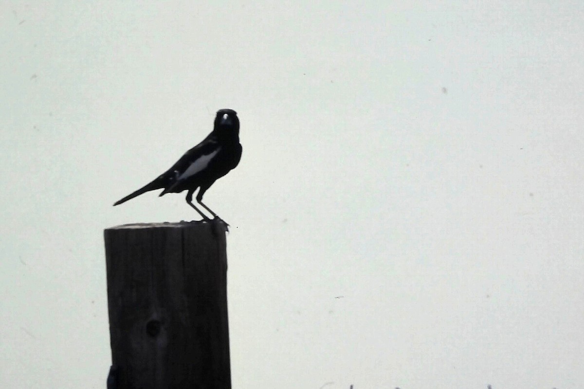 カタジロクロシトド - ML647190417