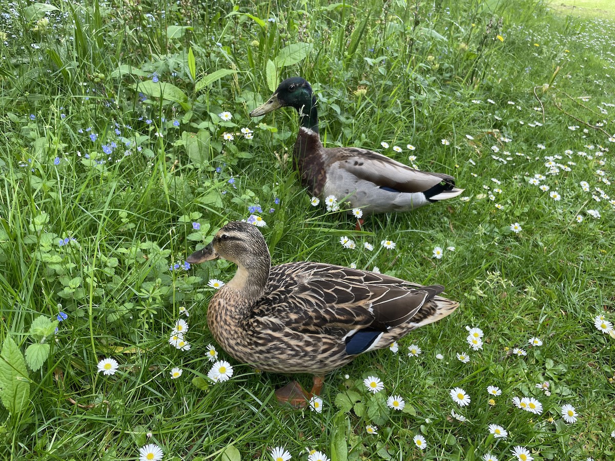 Mallard - ML647190418