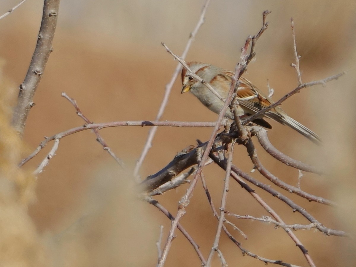 ムナフヒメドリ - ML647190432