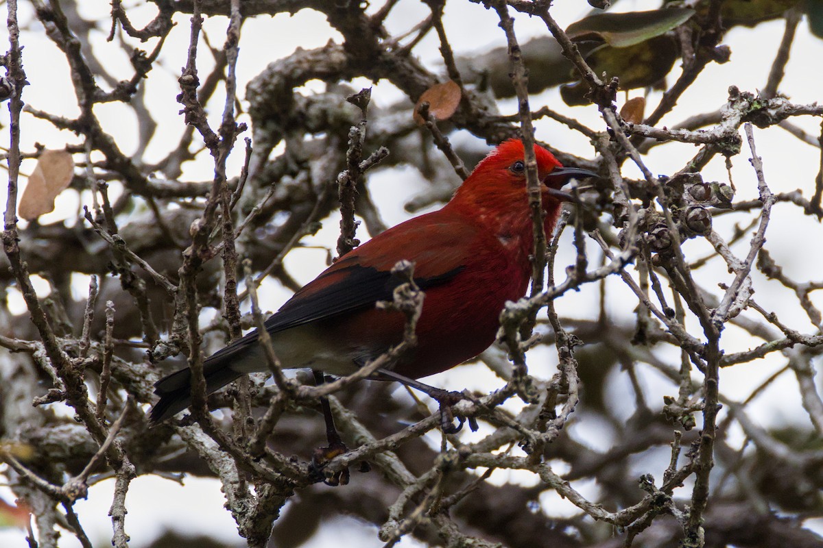 Apapane - ML647190433