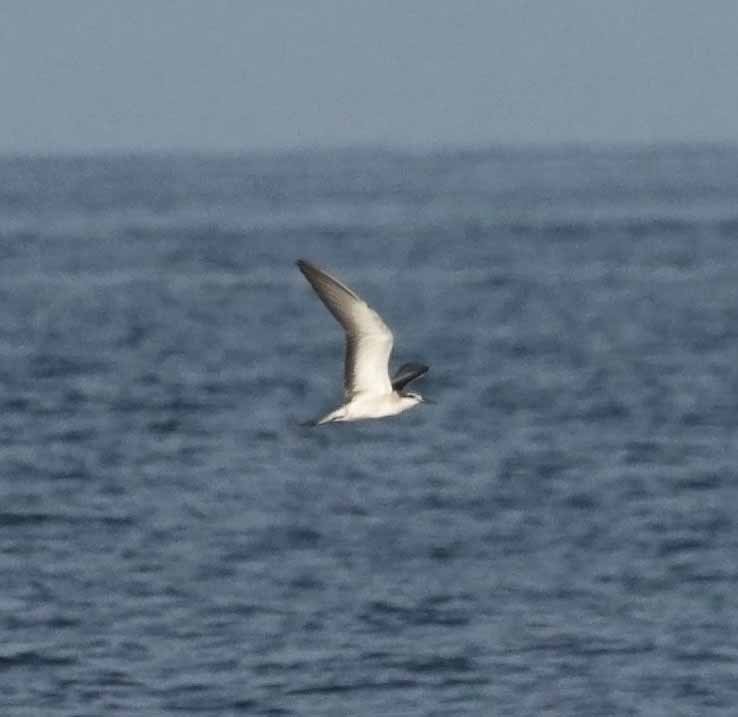 Bridled Tern - ML647190435