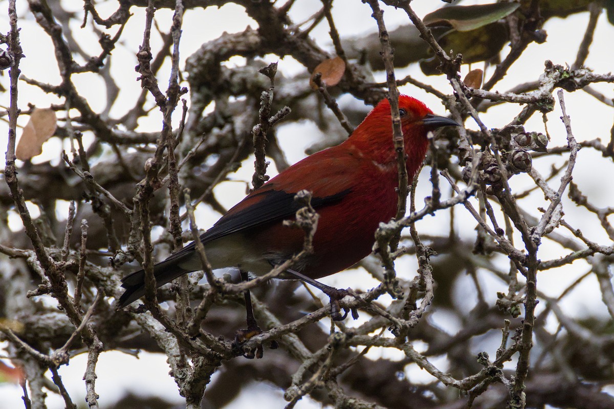 Apapane - ML647190437