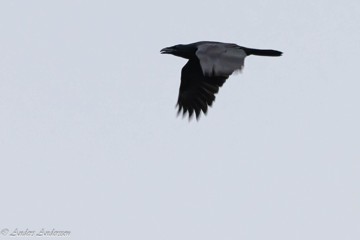 Common Raven - ML647190451
