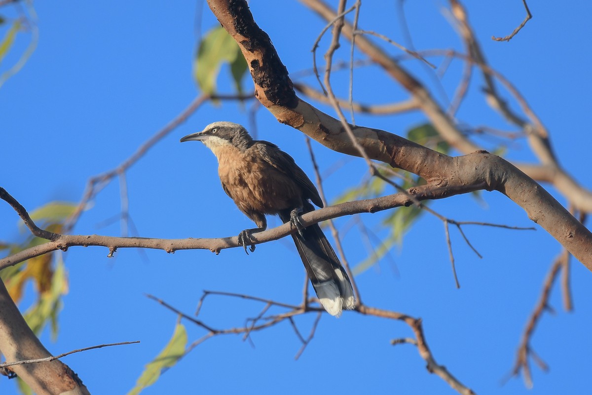 オーストラリアマルハシ - ML647190453