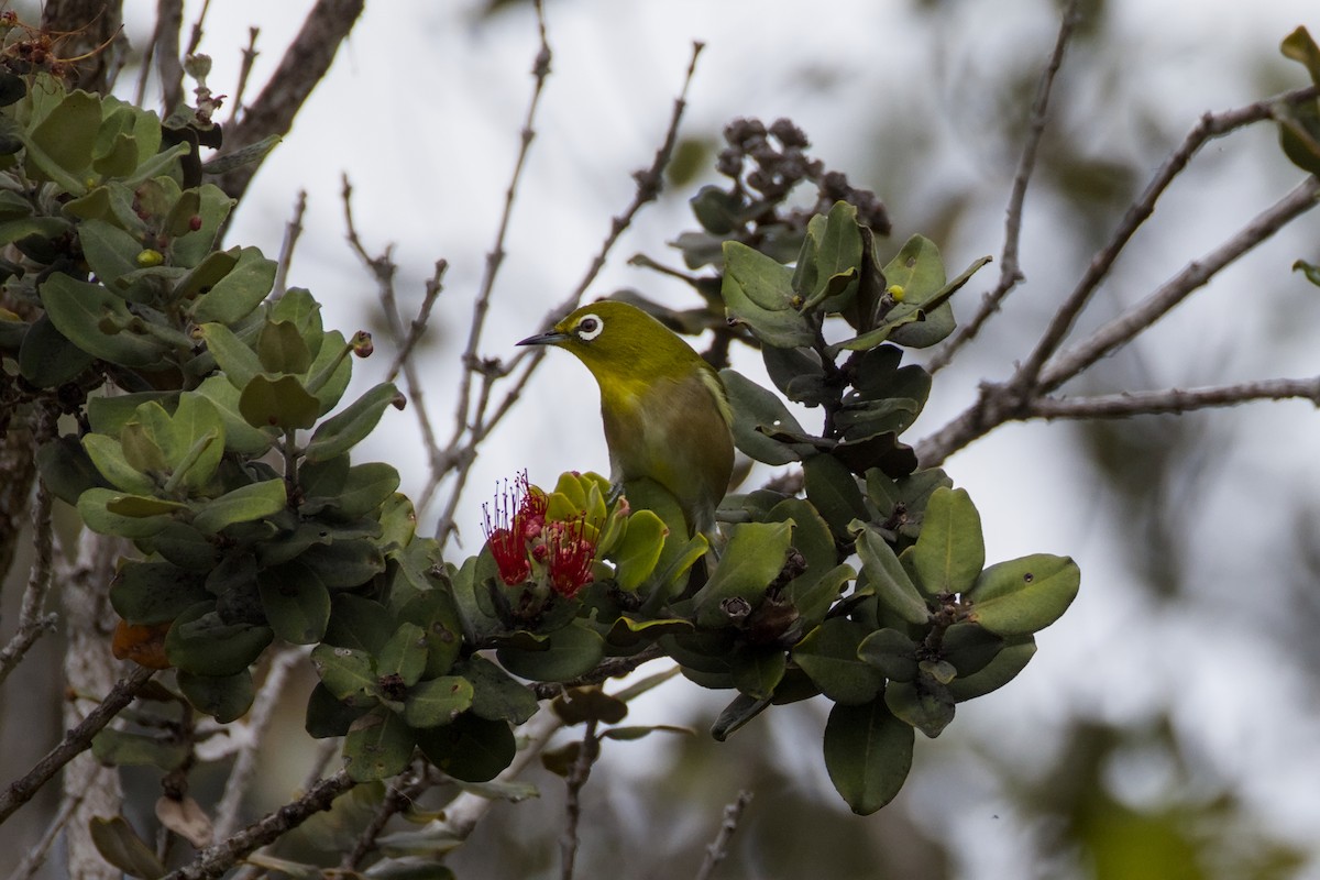 メジロ - ML647190456