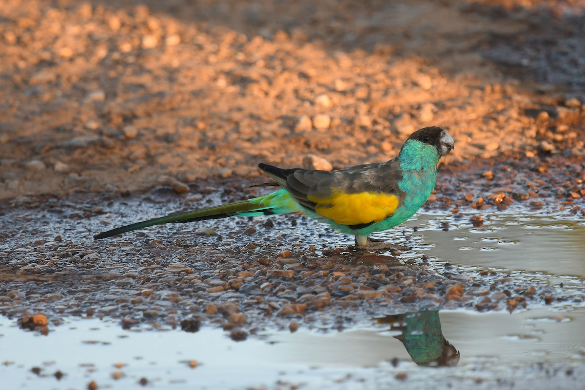 rosela žlutokřídlá - ML647190463