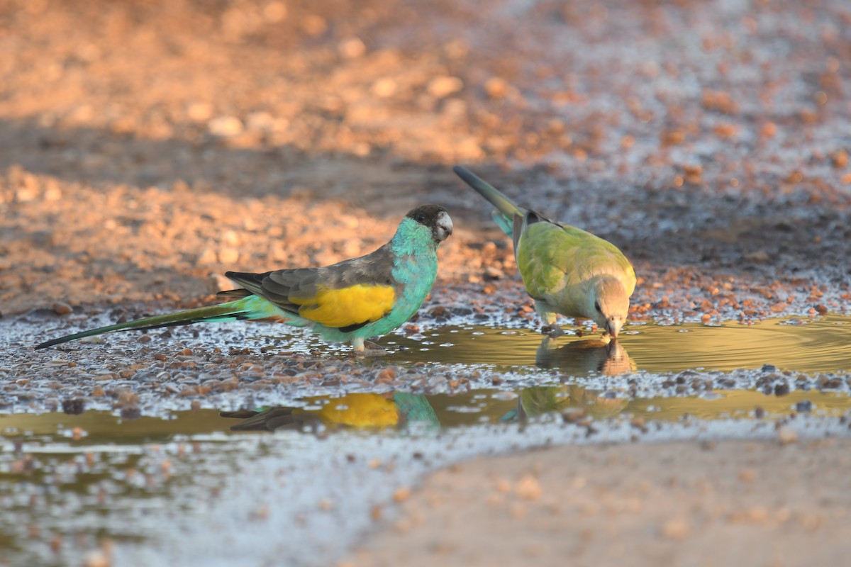 rosela žlutokřídlá - ML647190465