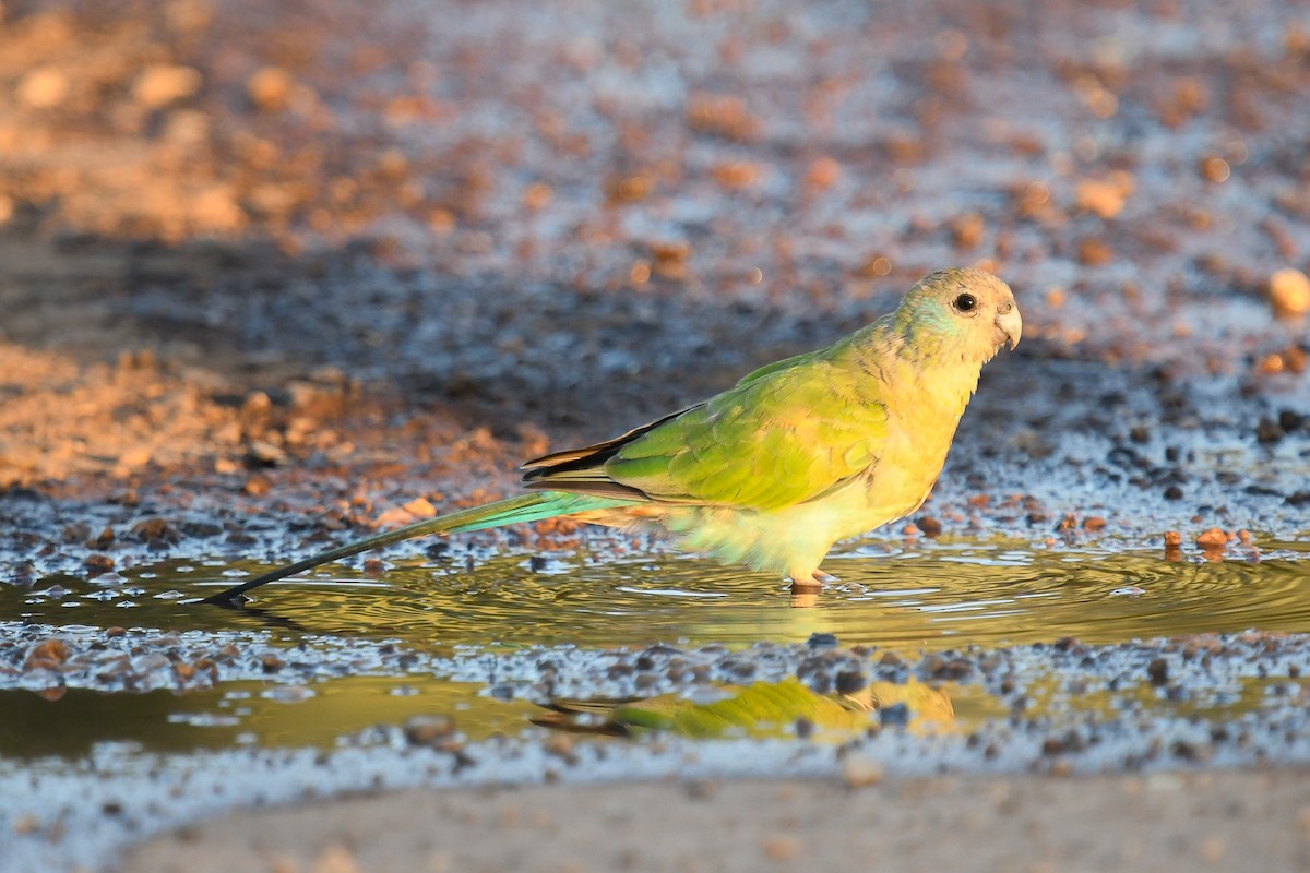 rosela žlutokřídlá - ML647190470