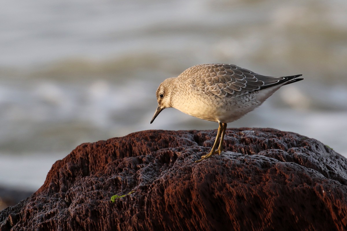 jespák rezavý - ML647190476