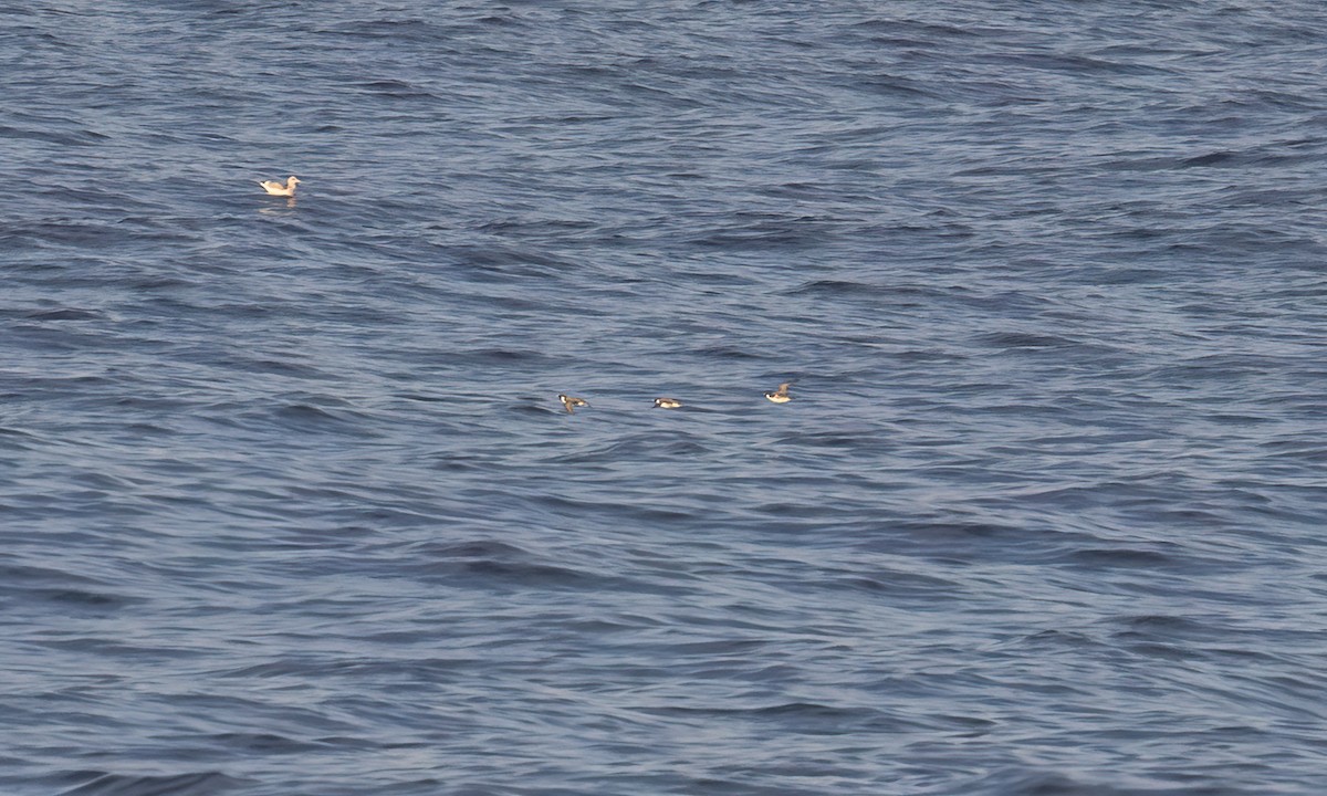 Ancient Murrelet - ML647190499