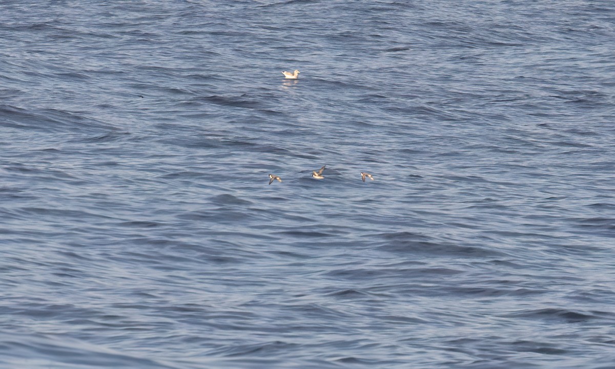 Ancient Murrelet - ML647190500