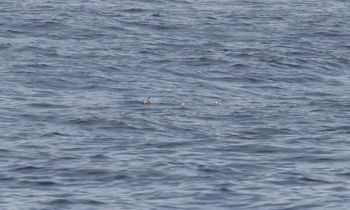 Ancient Murrelet - ML647190502