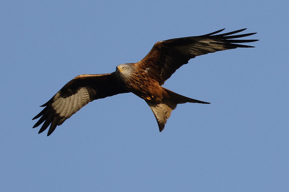 Red Kite - ML647190503