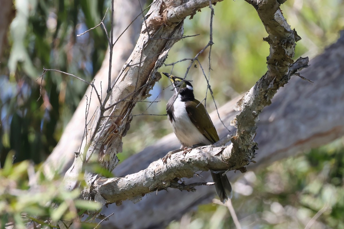 Blue-faced Honeyeater - ML647190504