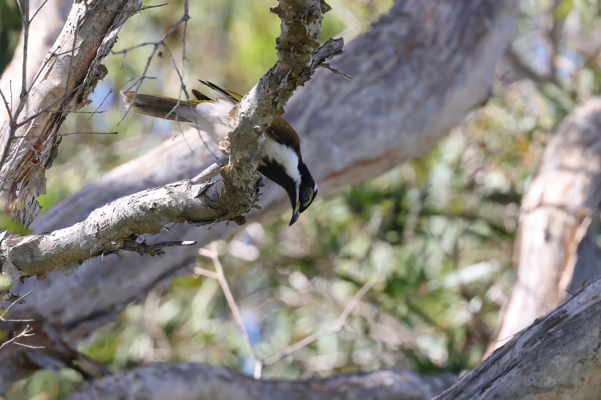Blue-faced Honeyeater - ML647190505