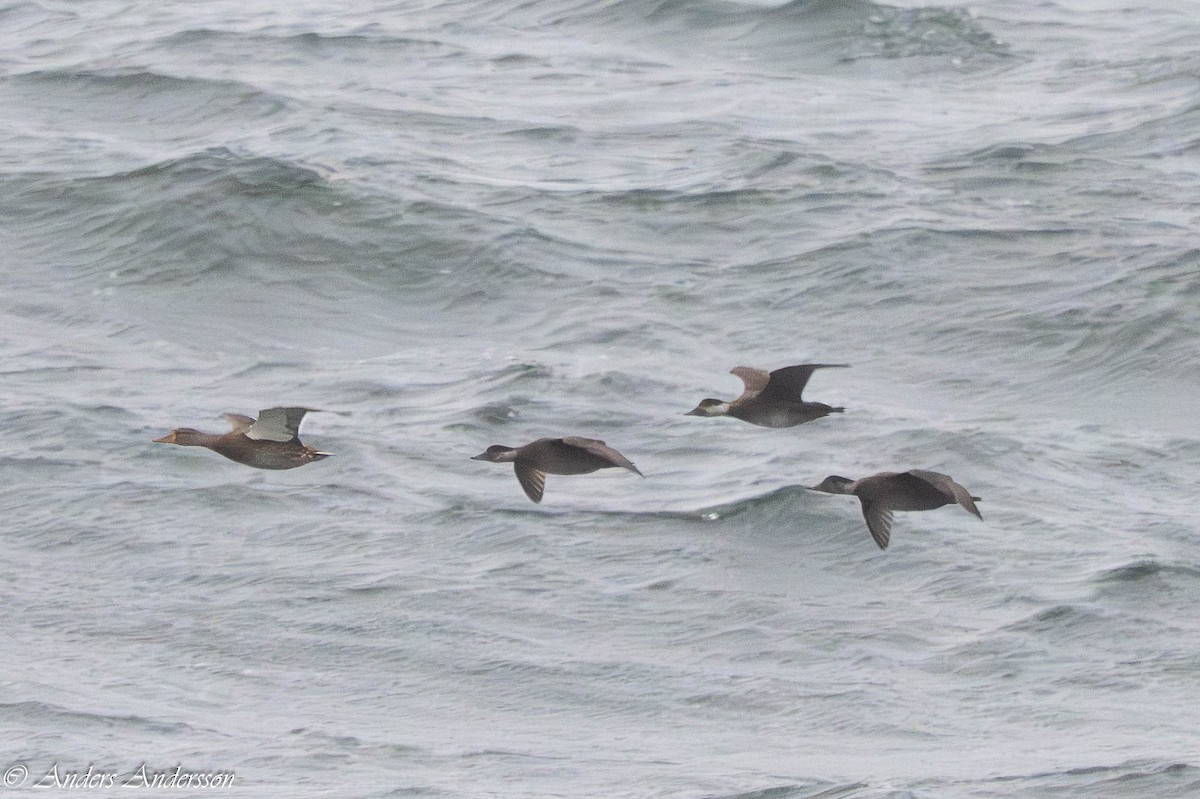 Common Scoter - ML647190506