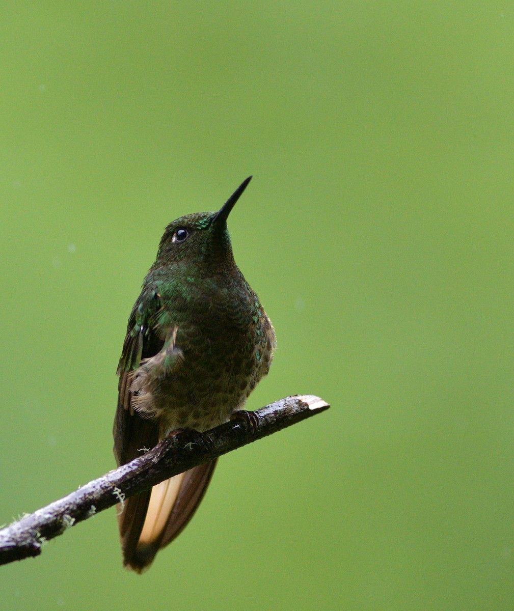 Buff-tailed Coronet - ML647190507