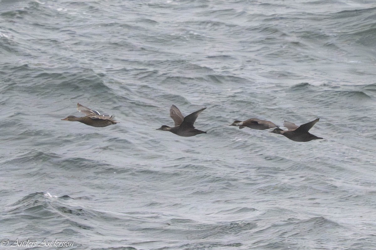 Common Scoter - ML647190508