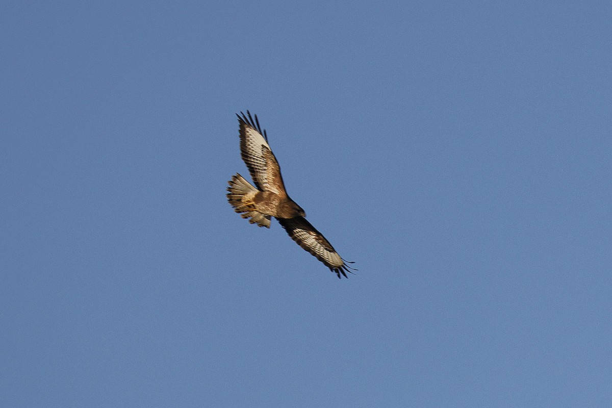 Common Buzzard - ML647190509