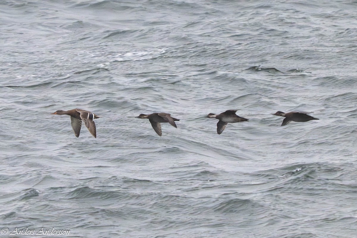 Common Scoter - ML647190510